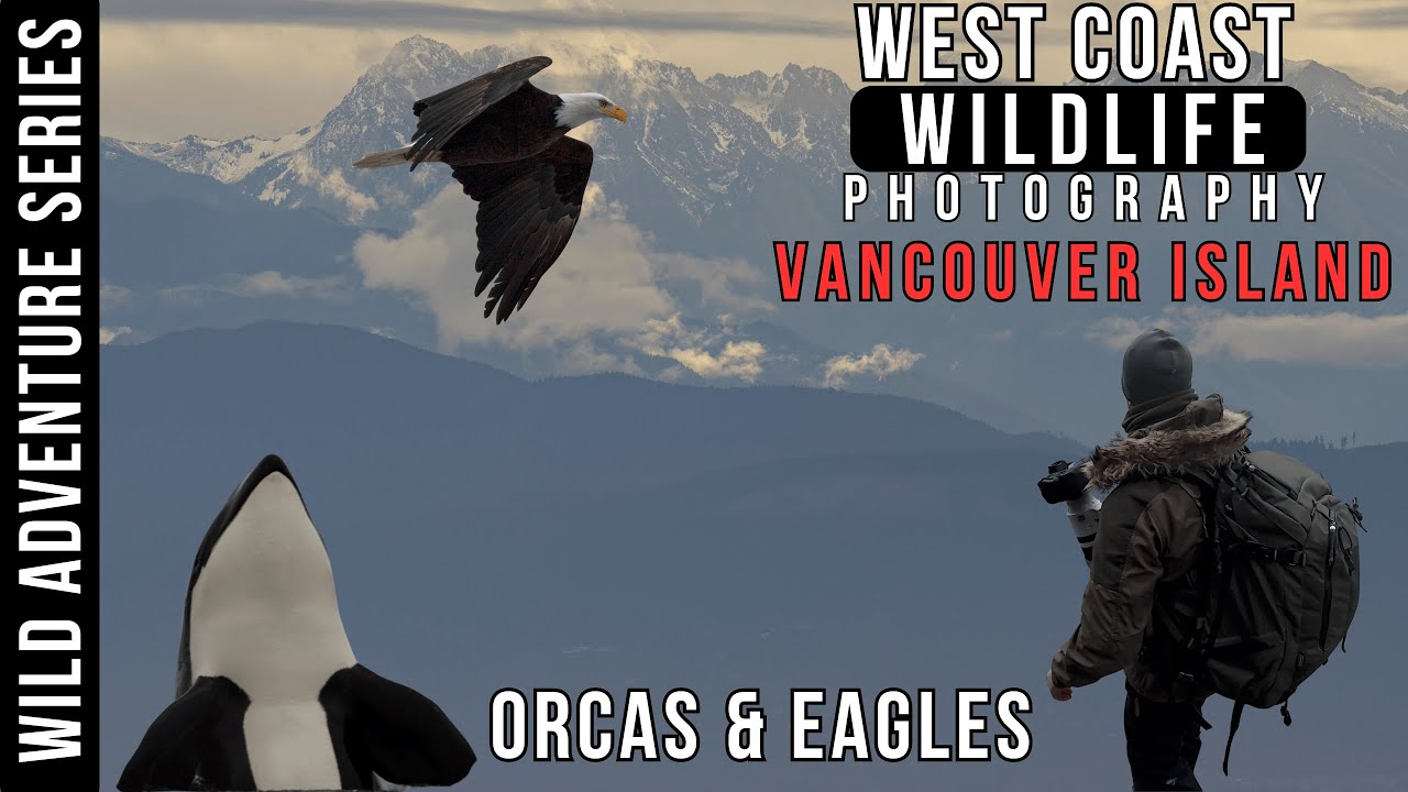 Flying by Seaplane to VANCOUVER ISLAND Orca Whales, Eagles in a Wild Pacific Photography Adventure