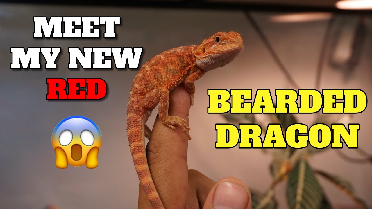 Meet My New RED Baby Bearded Dragon!!