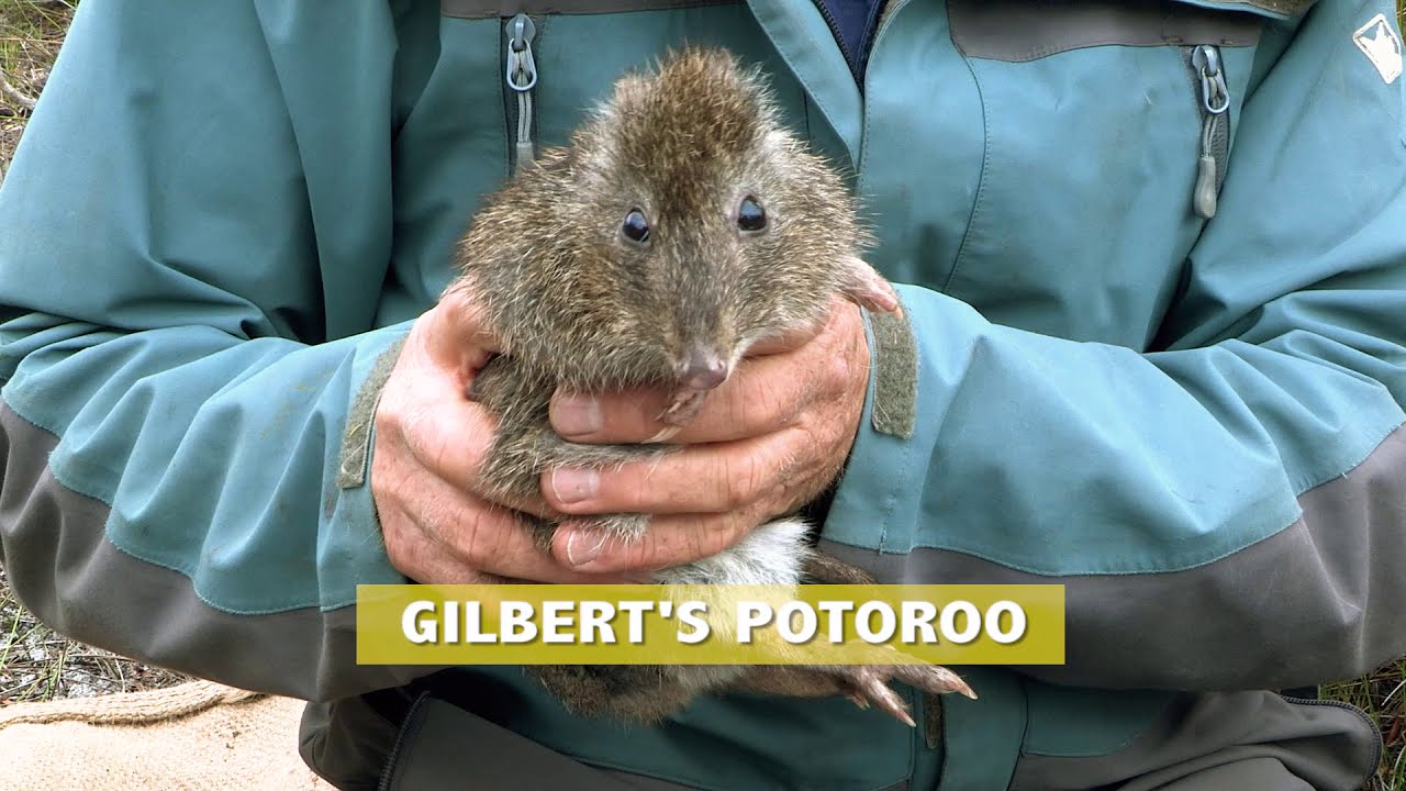 Help us help save Gilbert's Potoroo: The world's rarest marsupial species