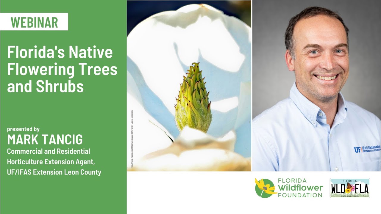 Florida’s Native Flowering Trees and Shrubs