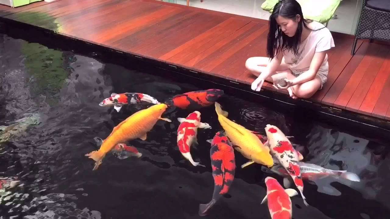 Hand Feeding Koi