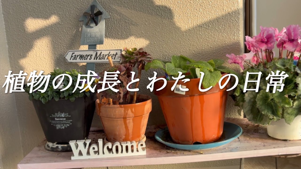 植物の成長とわたしの日常