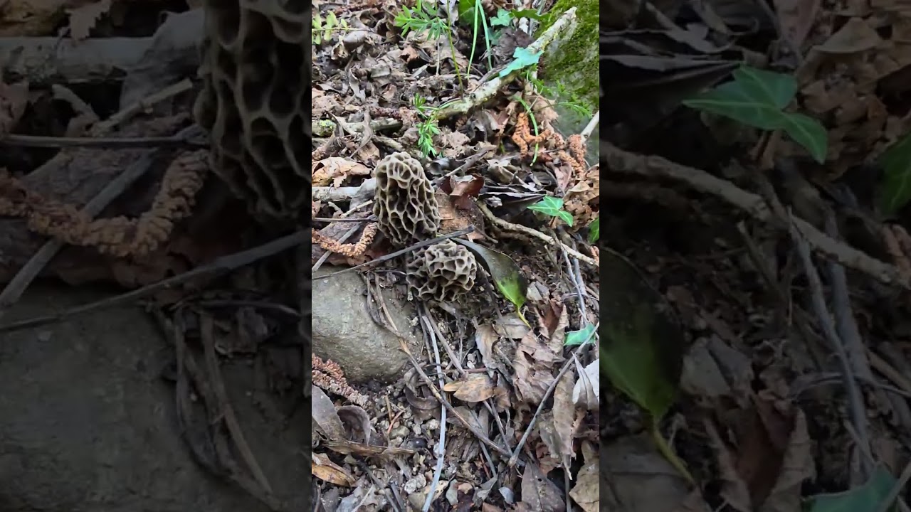 Primera salida a Murgulas! Ya empiezan a sacar la cabeza...#mushroom #naturaleza #funghi #catalunya 