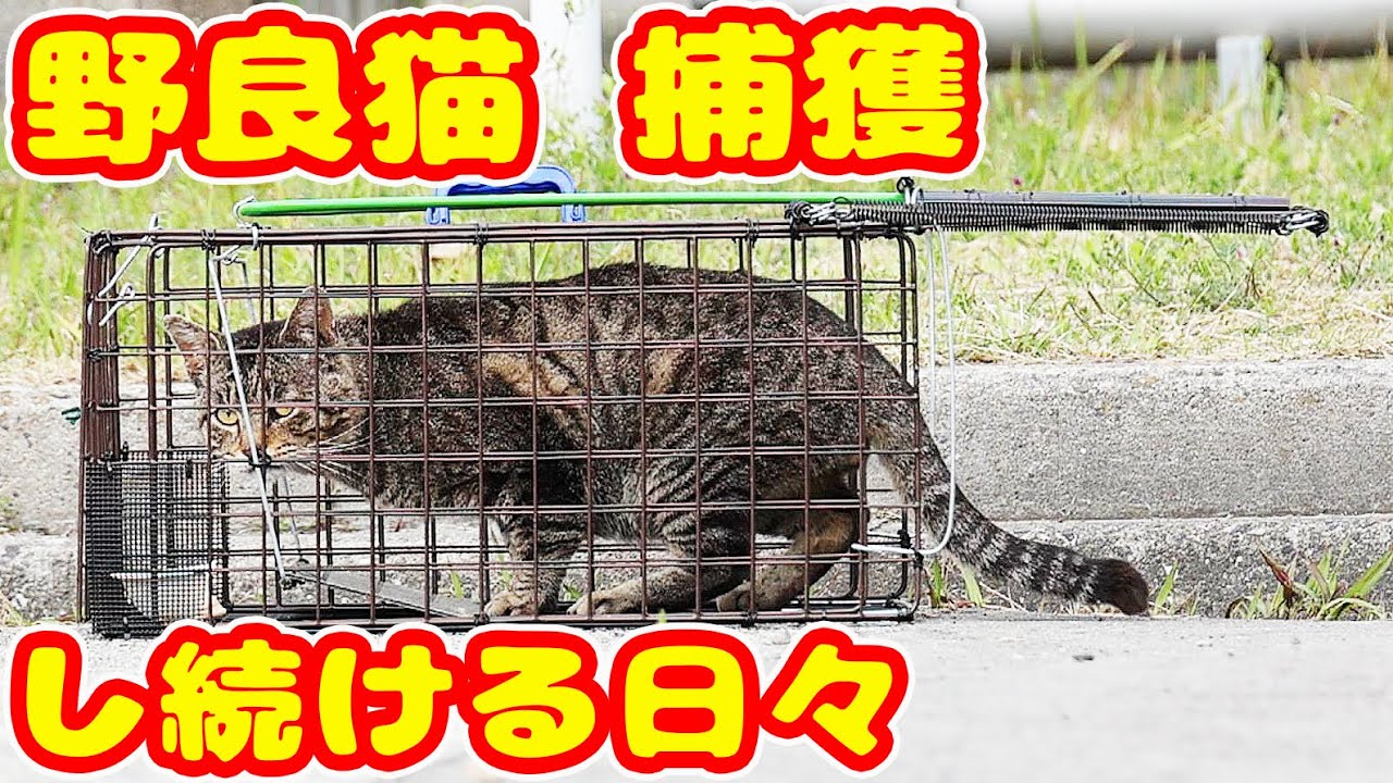 野良猫を捕獲し続ける日々 TNR反対のエサやりにより保護団体が撤退した現場 ポン太くん ヤマトくん ちゅーる 感動猫動画 癒され野良猫動画
