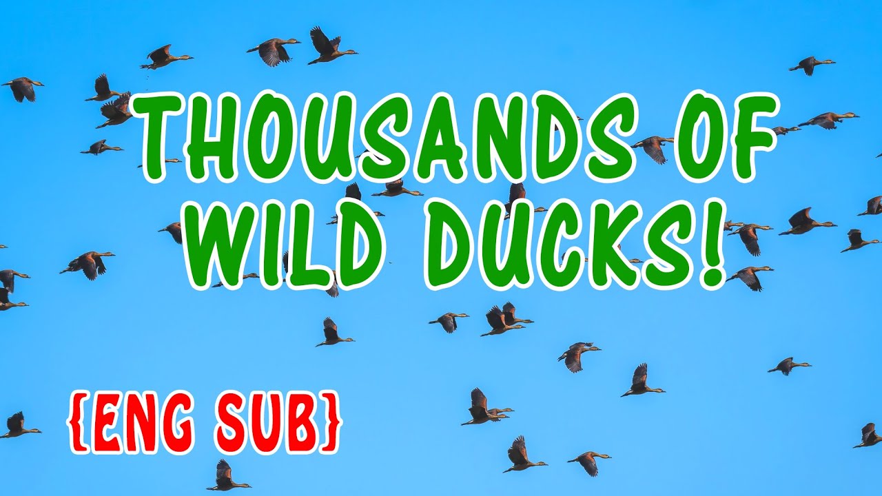 {ENG SUB} Wild Duck Galore | Canarem Lake and Bird Sanctuary