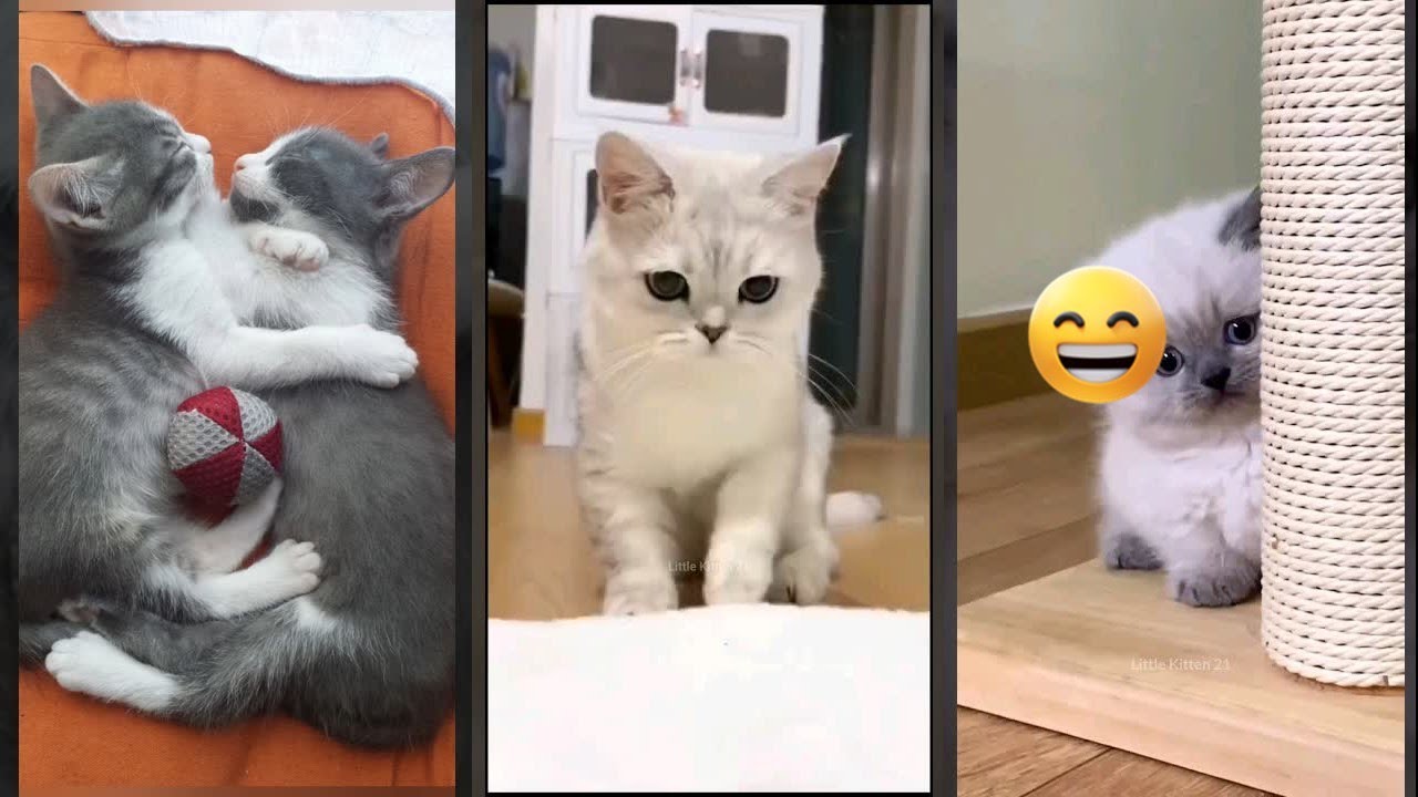 Cat Lover 🥰 Kitten meowing 😹 #FunnyCats #6590