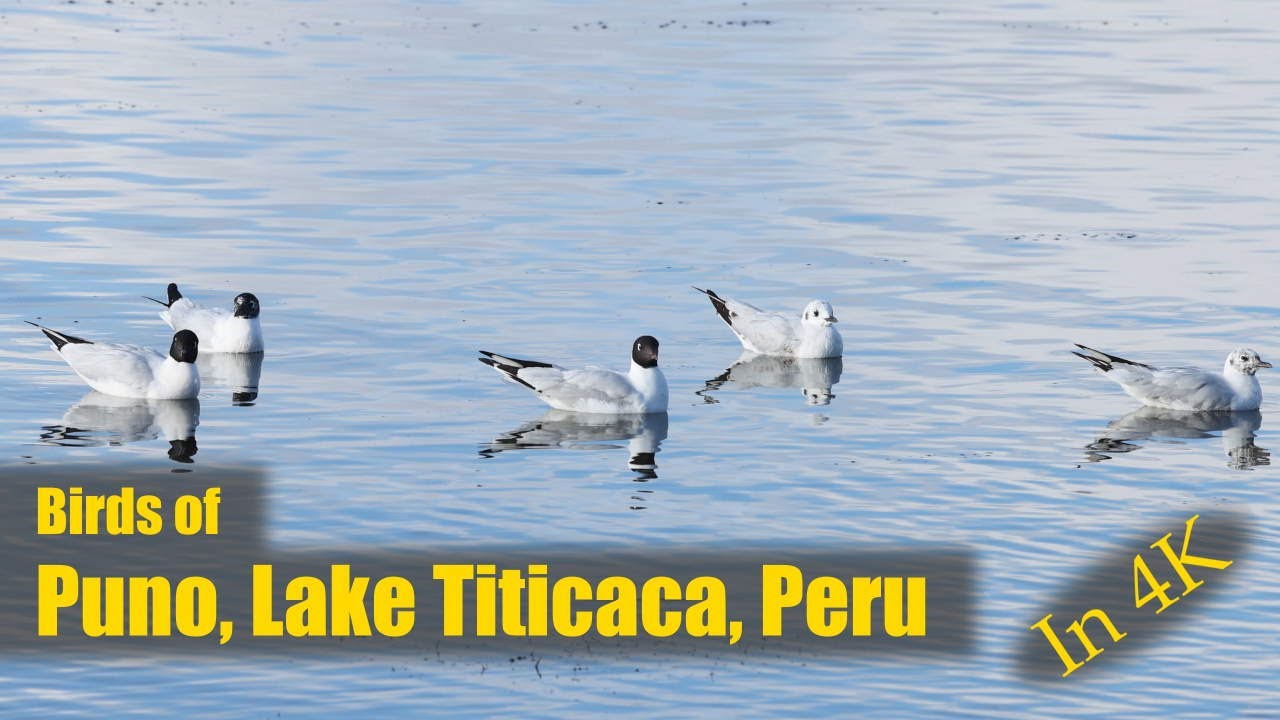 Birds of Isla Estoves, Puno, Lake Titicaca, Peru