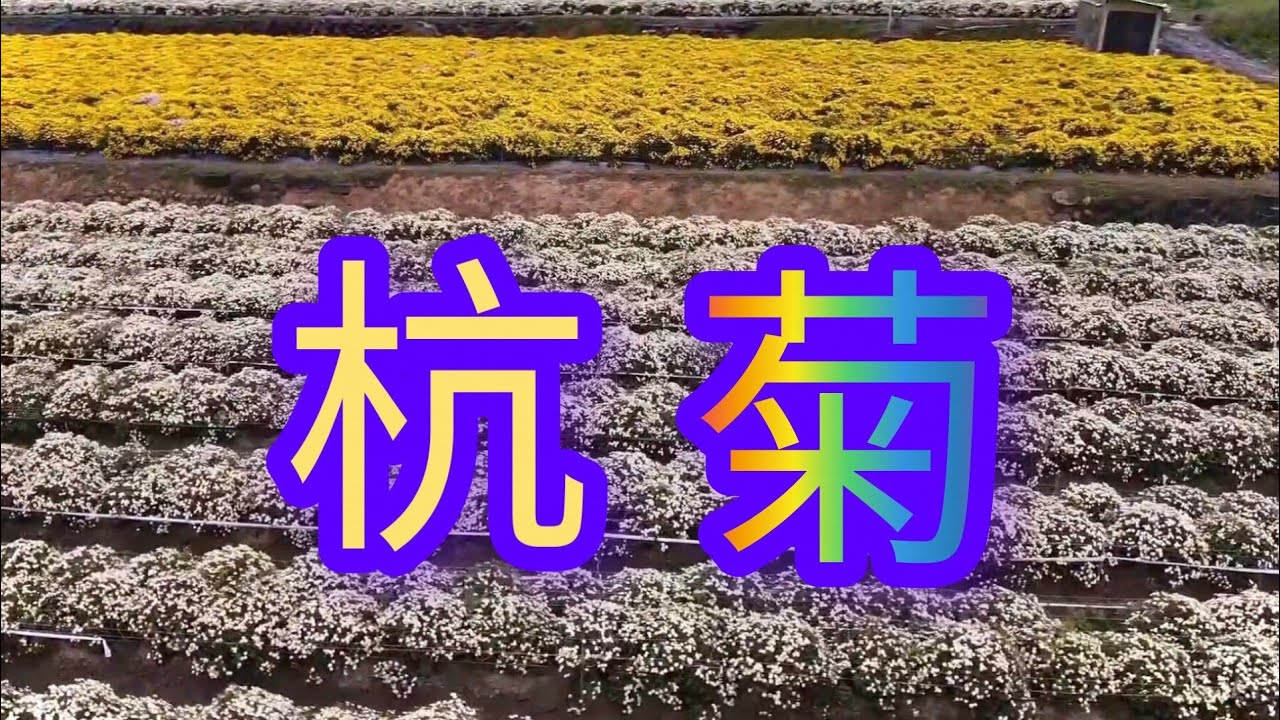 苗栗銅鑼～杭菊（文峰國小）旁邊