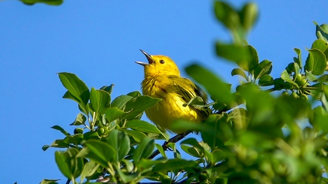Yellow Warbler Song (18 June 2021)