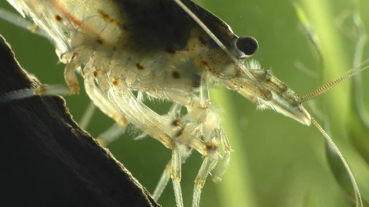 SEE AN AMANO SHRIMP HAVING BABIES !!!
