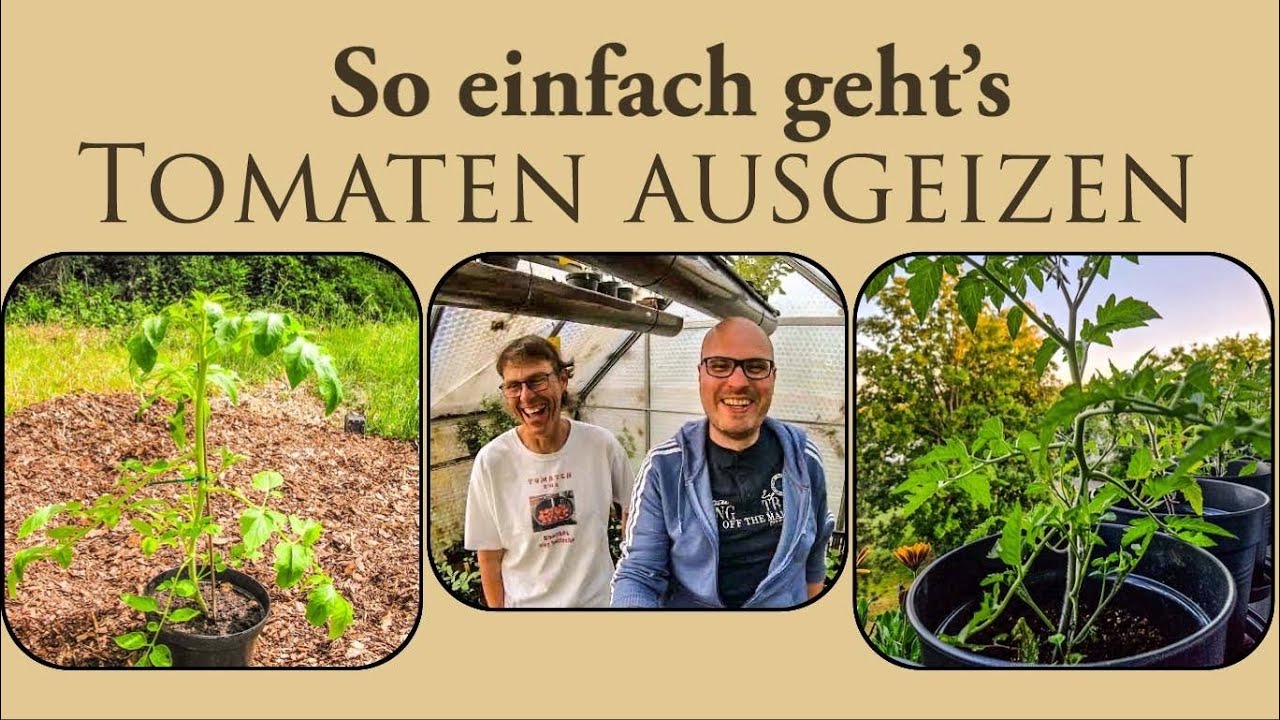 Tomaten richtig ausgeizen -  Diese Tomatenblätter müssen stehenbleiben und diese nicht