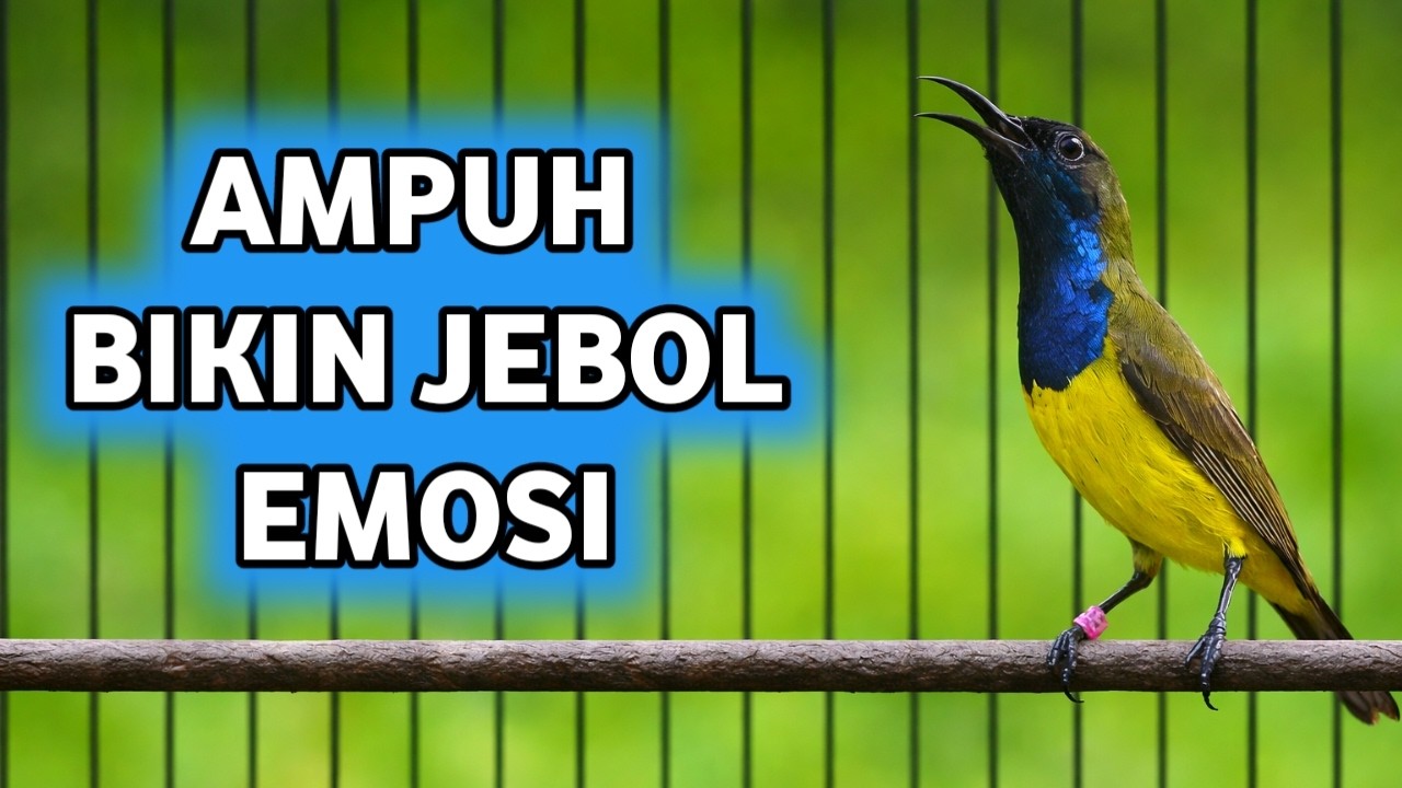 AMPUH BIKIN JEBOL EMOSI SOGON LAIN, SOGON GACOR JEBOL EMOSI