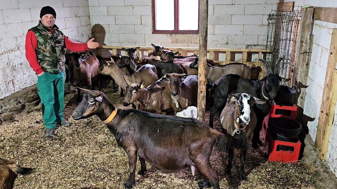 CAPRE ALPINE FRANCEZE ORIGINALE,IN GOSPODARIA LUI VALENTIN DUMITRESCU. CAINI CIOBANESTI TALIE MARE.