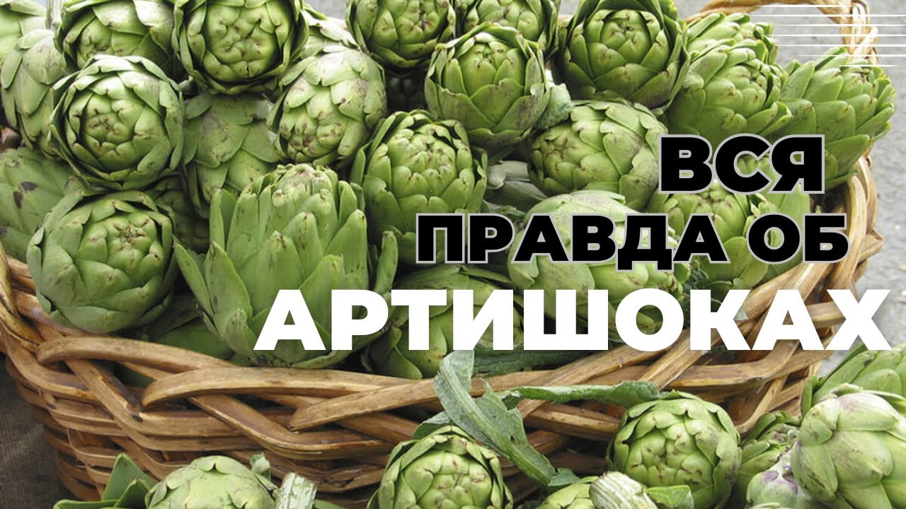 АРТИШОКИ | ЧТО ЭТО ТАКОЕ И С ЧЕМ ИХ ЕДЯТ? #артишок #artichoke #enginar #готовимвтурции