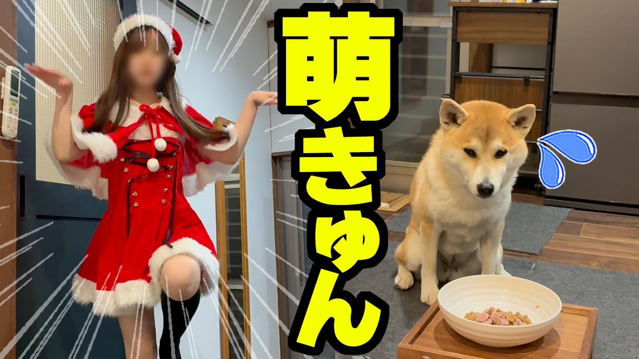 突然、娘サンタが現れドン引きする柴犬がこちらです…