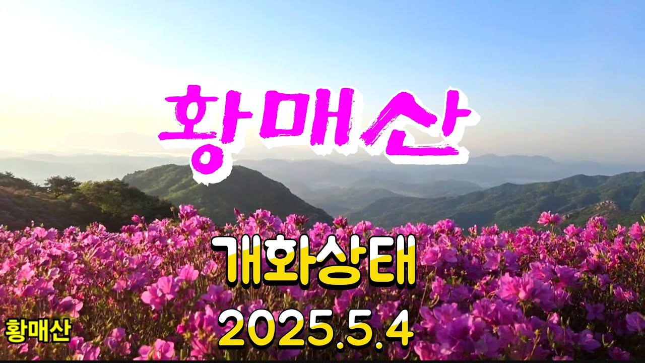 황매산 철쭉 2025.5.4.