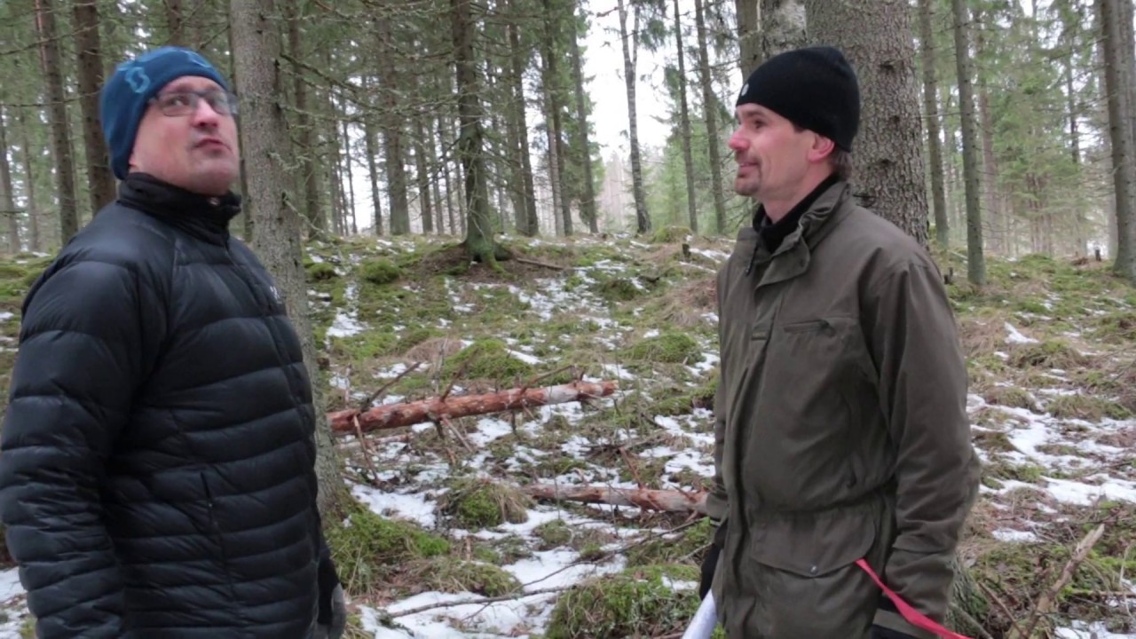 Puunmyyntisuunnitelma - näin metsänhoitoyhdistys auttaa