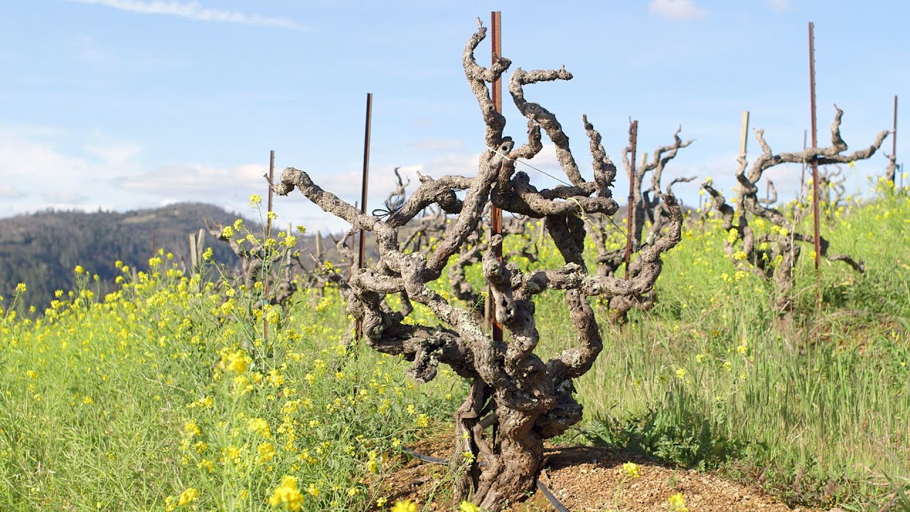 Monte Rosso Vineyard