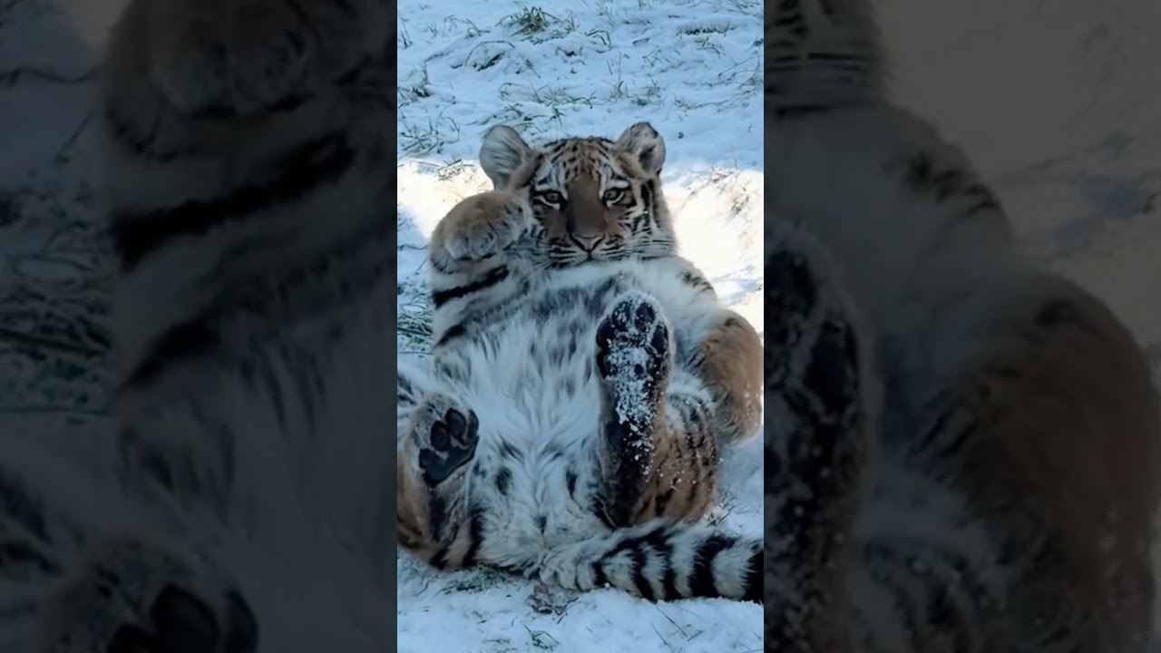 Five-month-old Amur tiger cubs enjoy their first snow day