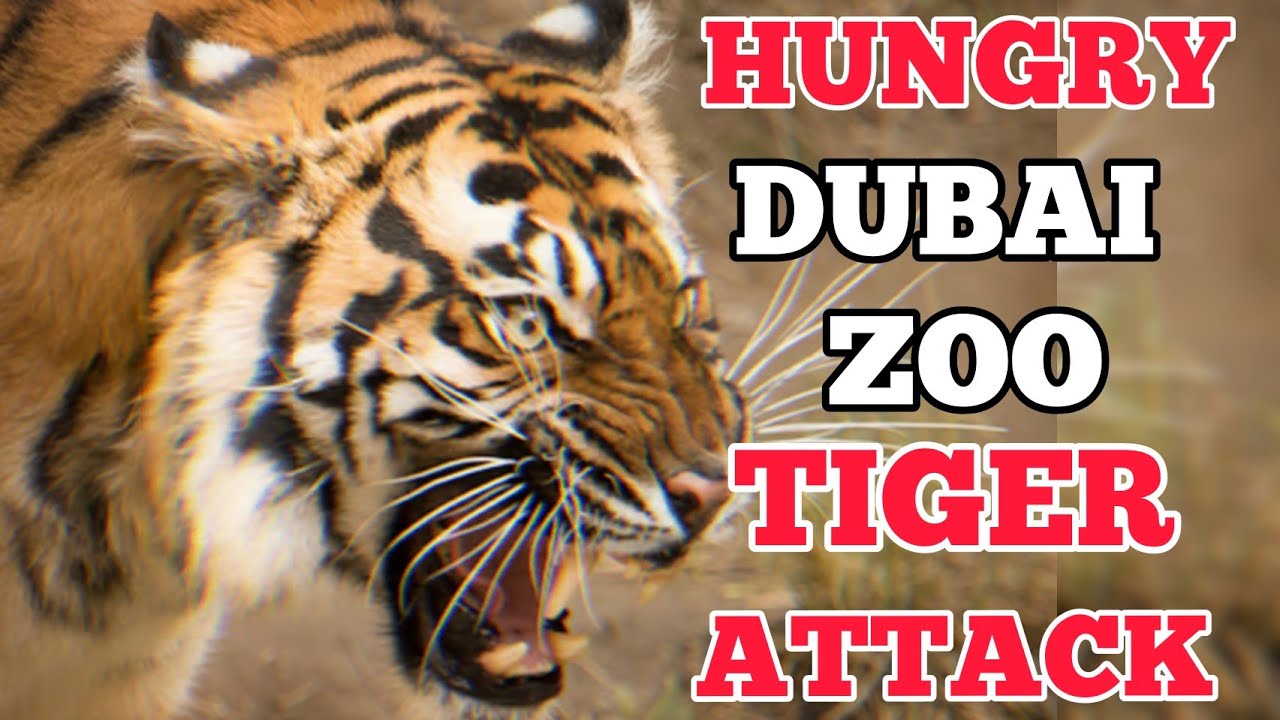 Dubai Zoo Hungry Tiger | Dubai Safari Park