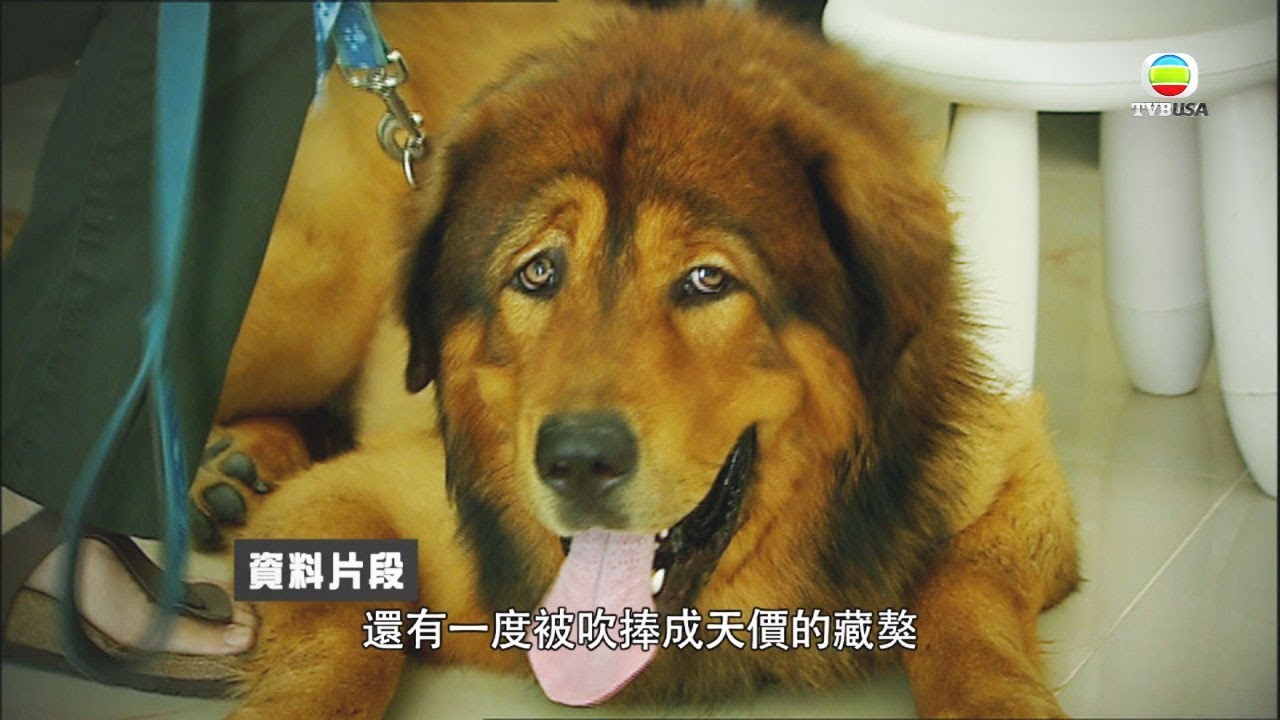 巨型狗狗被棄養 周圍流浪變都市炸彈！ | 東張西望