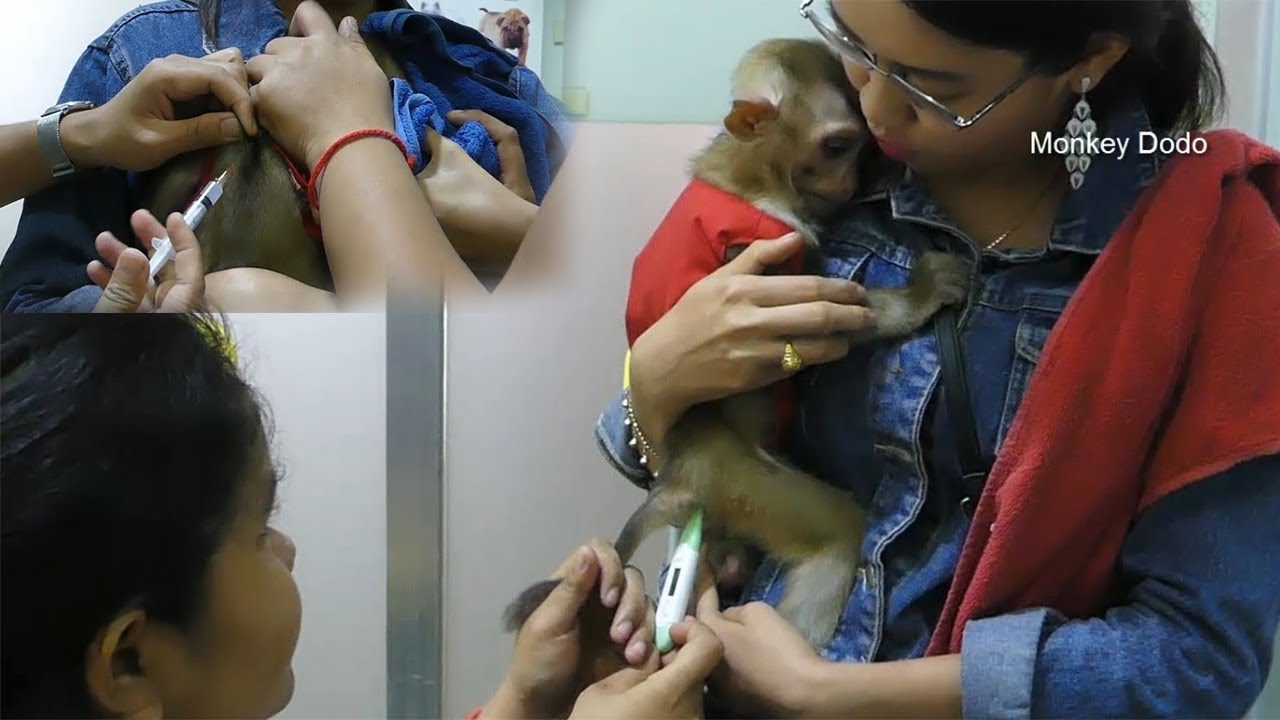 Dodo Scare Doctor And Injection, Baby Dodo Go To Get Rabies Vaccination First Time