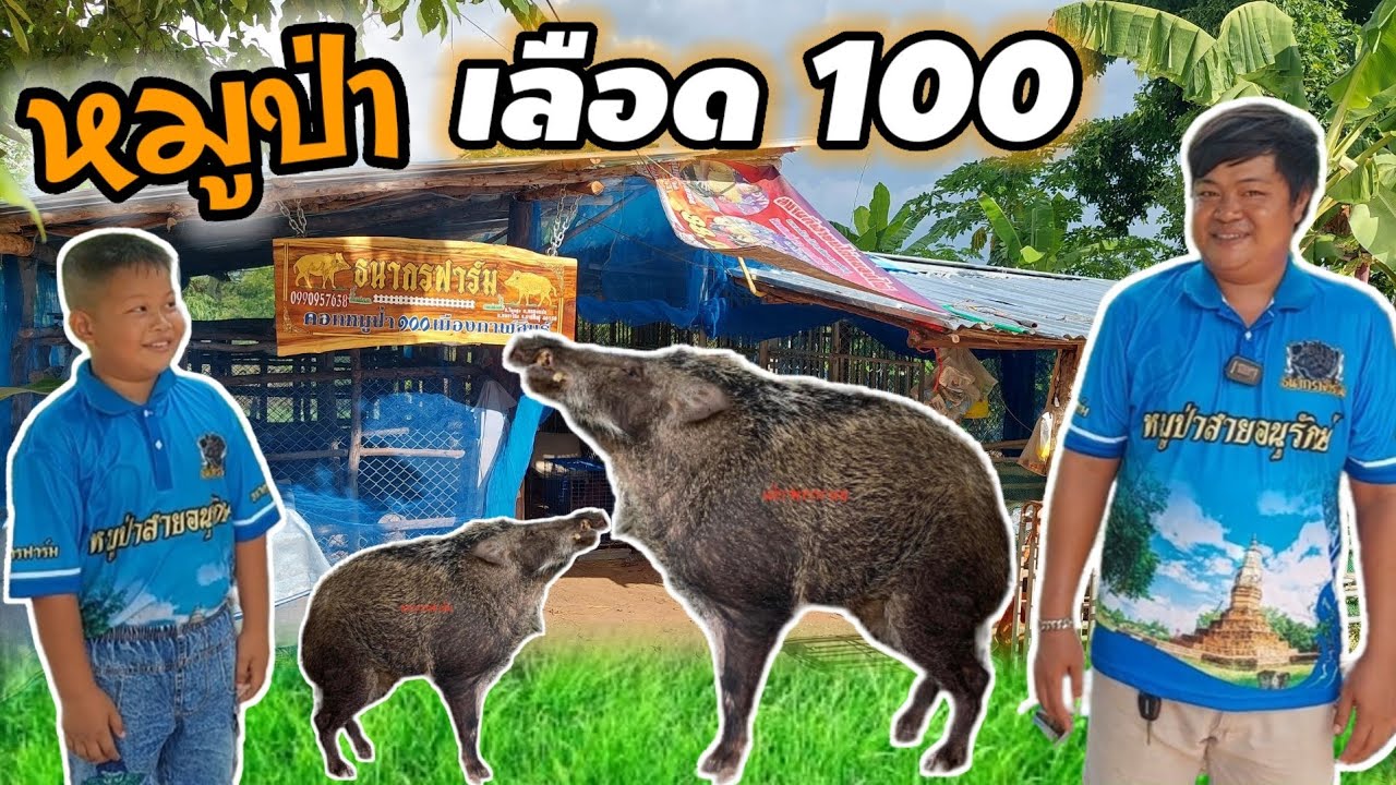 เลี้ยงหมูป่าเลือด 100% 👉กับธนากรฟาร์ม คอกหมูป่า 100 เมืองกาฬสินธุ์ สามารถสร้างรายได้ตลอดปี👍