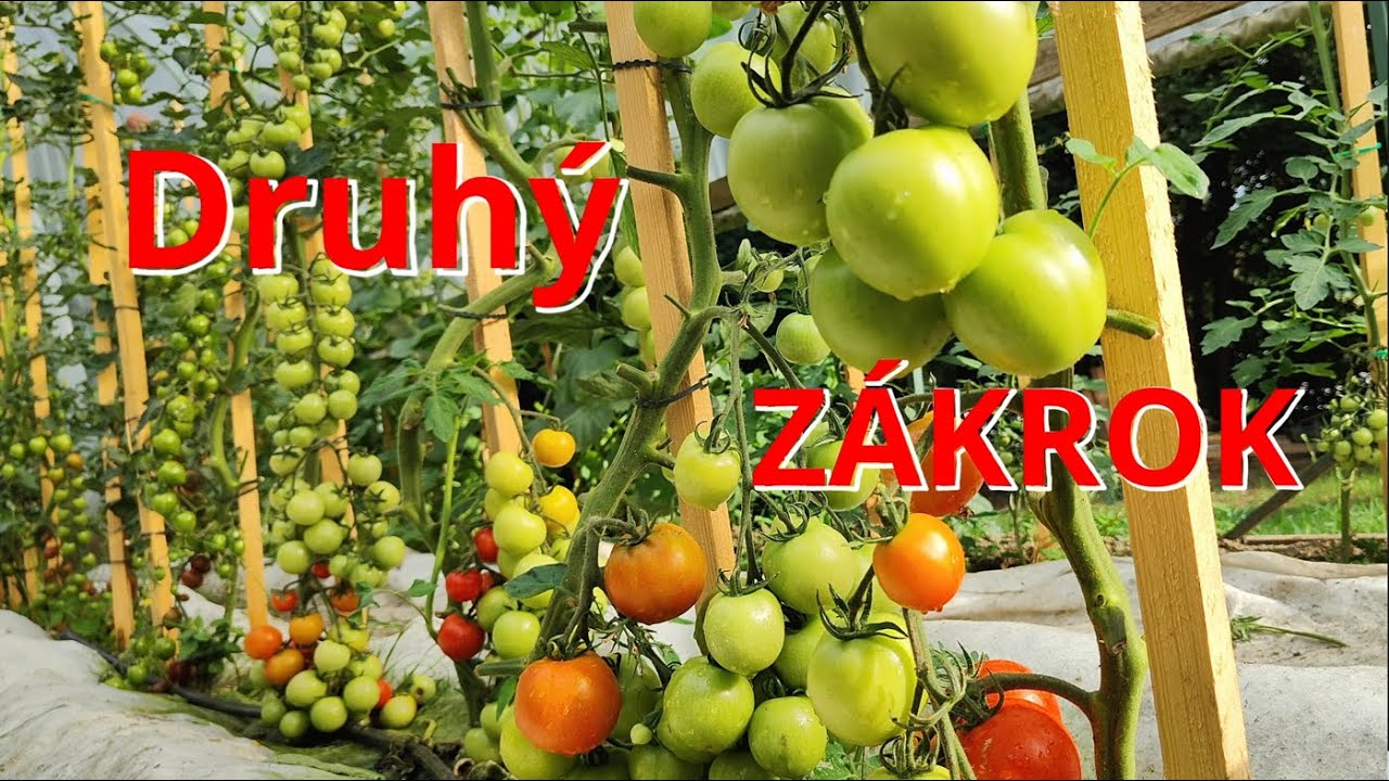 RAJČATA Druhý zákrok , Letos experiment #tomato #garden #garden