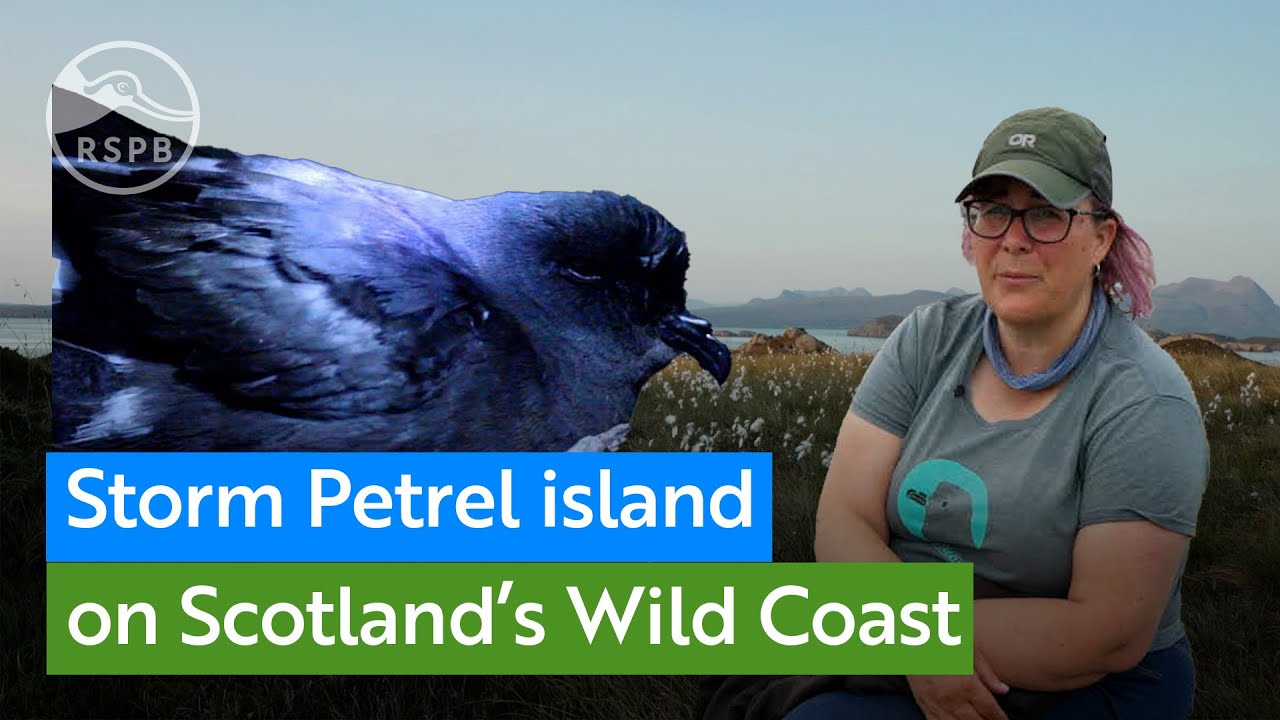 The remote Scottish island that's home to a very special seabird