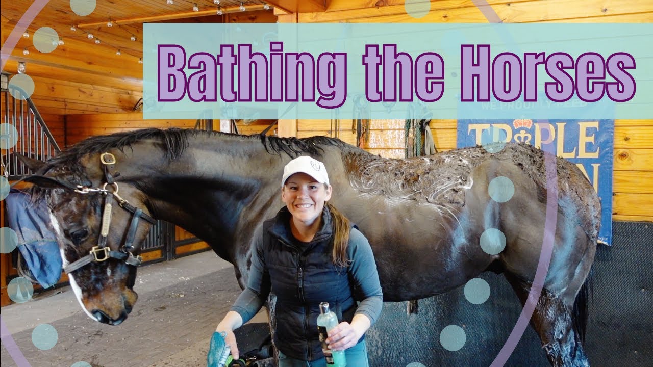 Bathing the Horses :) 1st BATH DAY of the Year | Spring Grooming Spa Time • EQUESTRIAN VLOG