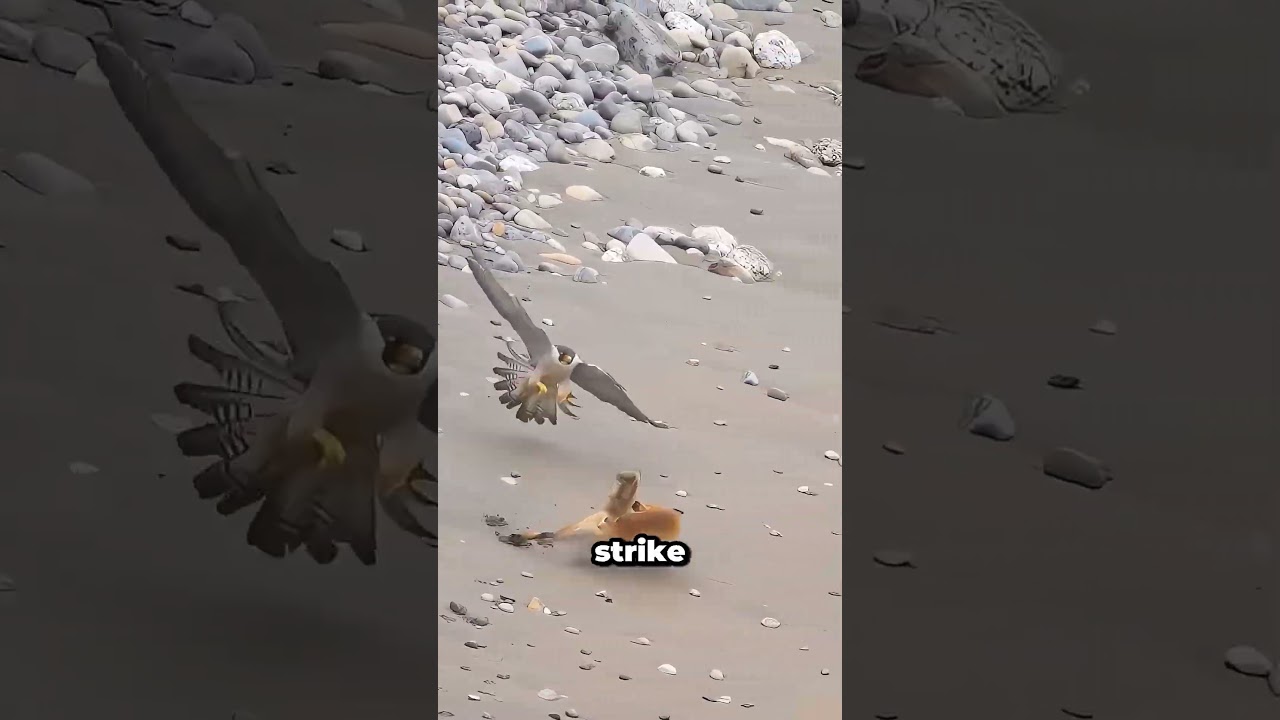 Can This Fox Escape The Falcon's Attack?