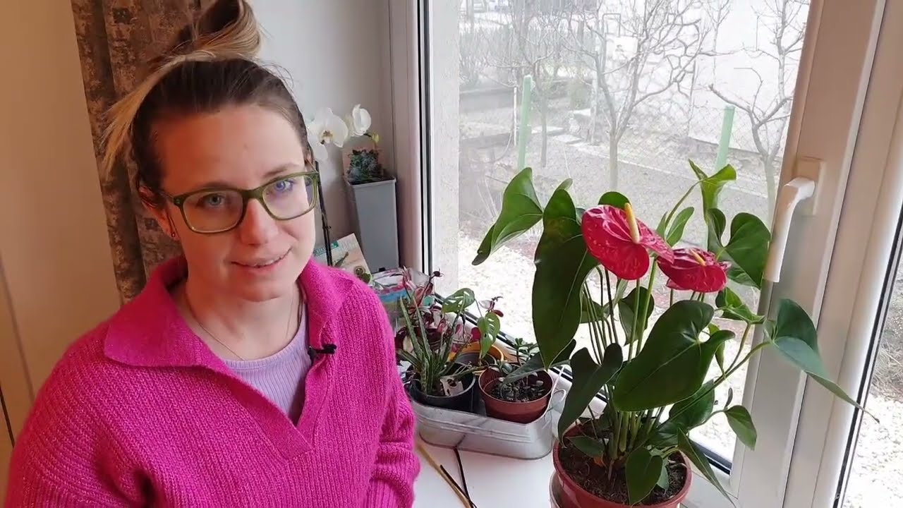 Flamingóvirág: így gondozd télen