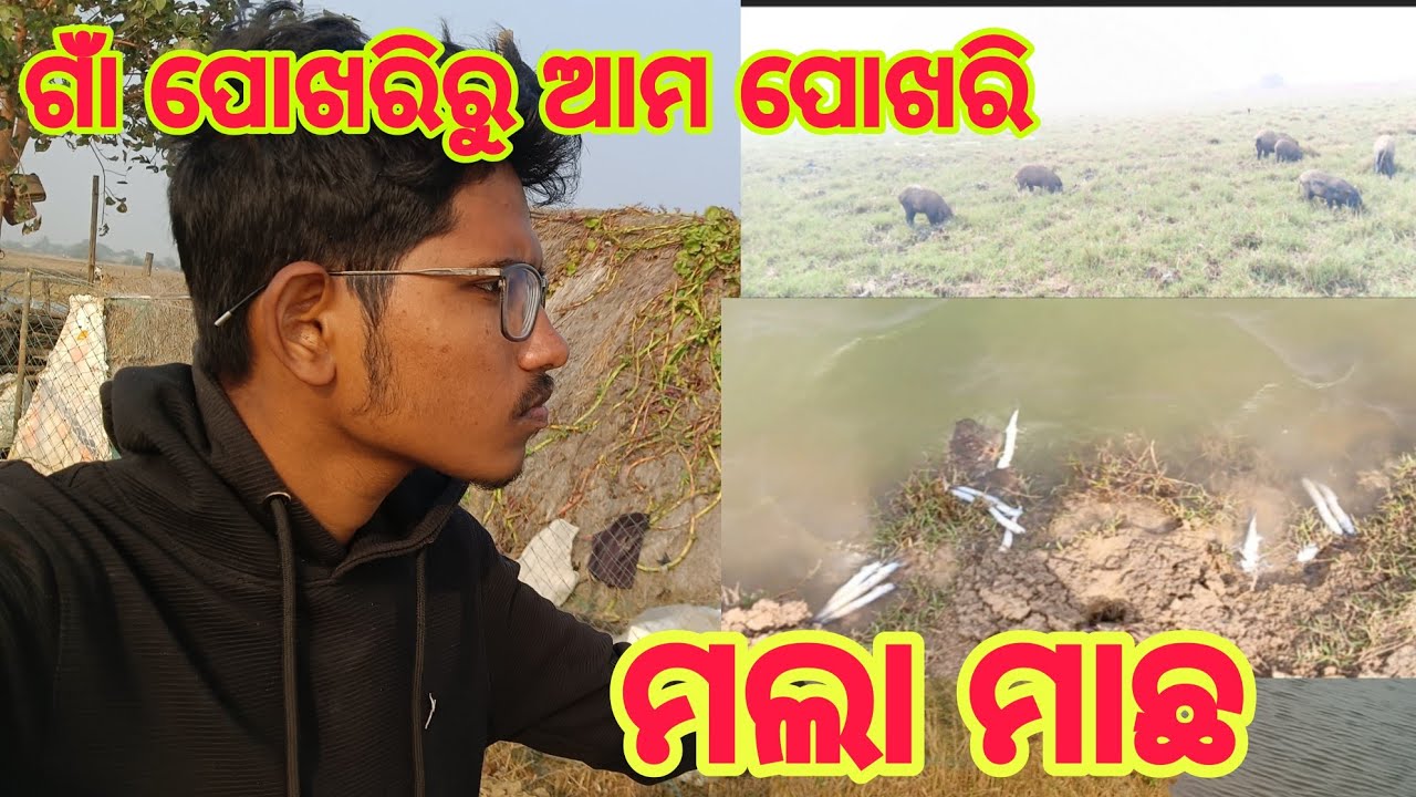 ଗାଁ ପୋଖରୀରୁ ମୁଁ ଗଲି ଆମ ପୋଖରି କୁ ଦେଖ କେତେ ମଜା ଲାଗିଲା