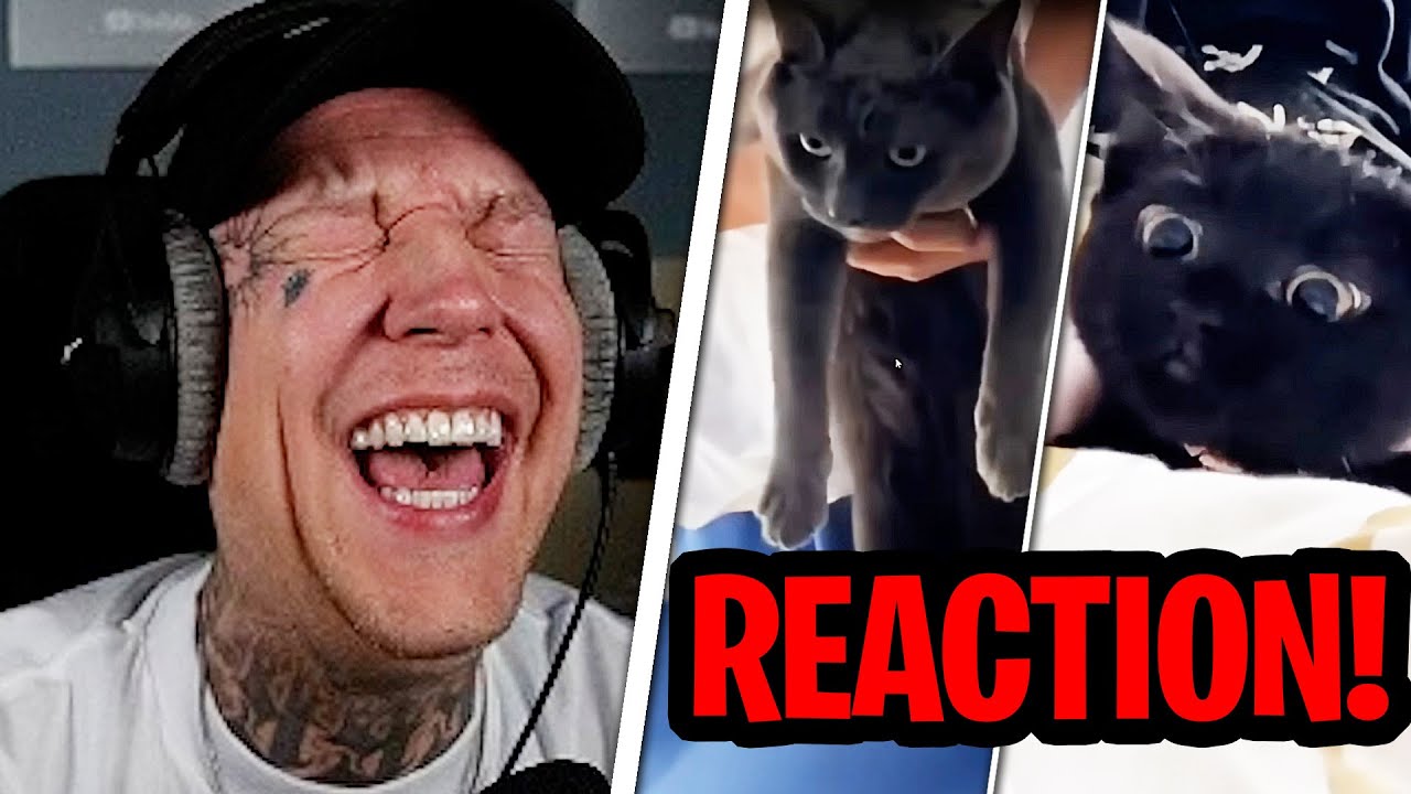 EXTREM GEILES VIDEO!😂 REAKTION auf Absolutely normal cats🐈 MontanaBlack Reaktion
