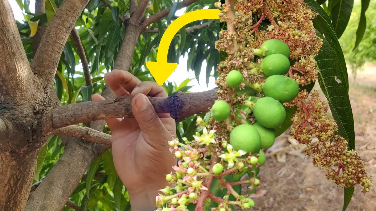 Tu árbol de Mango Explotara de Flor y Frutos con este Mega poderoso truco