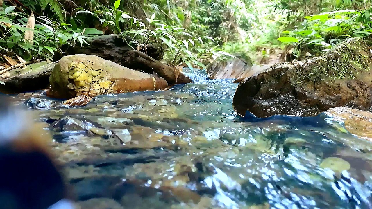 Summer Woodland Brook | 10 Hours of Relaxing Nature Ambience for Anxiety Relief