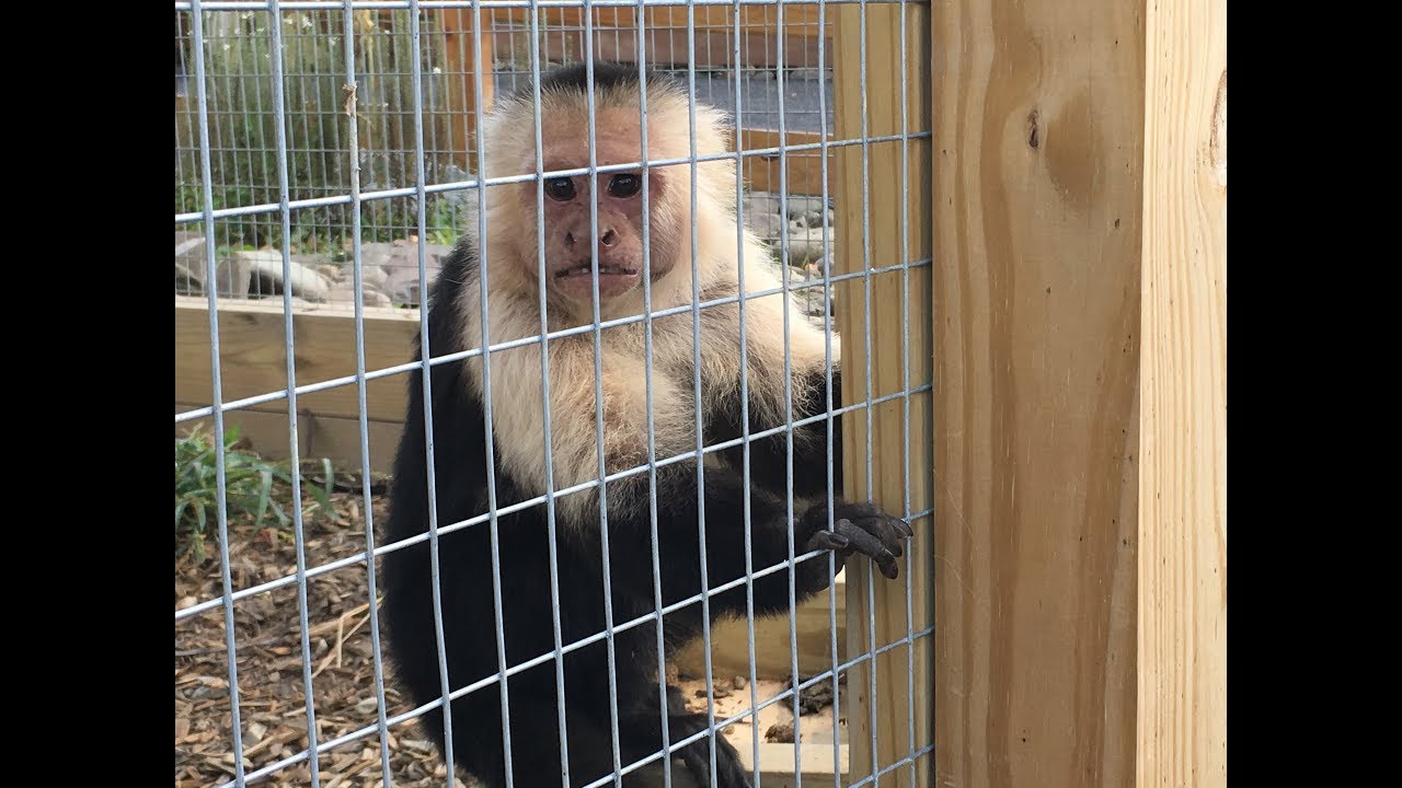 Animal Adventures with Jordan: Black and White Capuchins