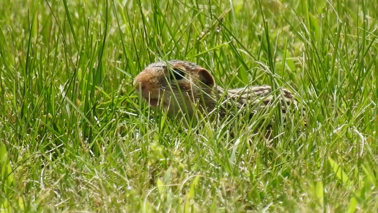 Thirteen-Lined Ground Squirrel Calling
