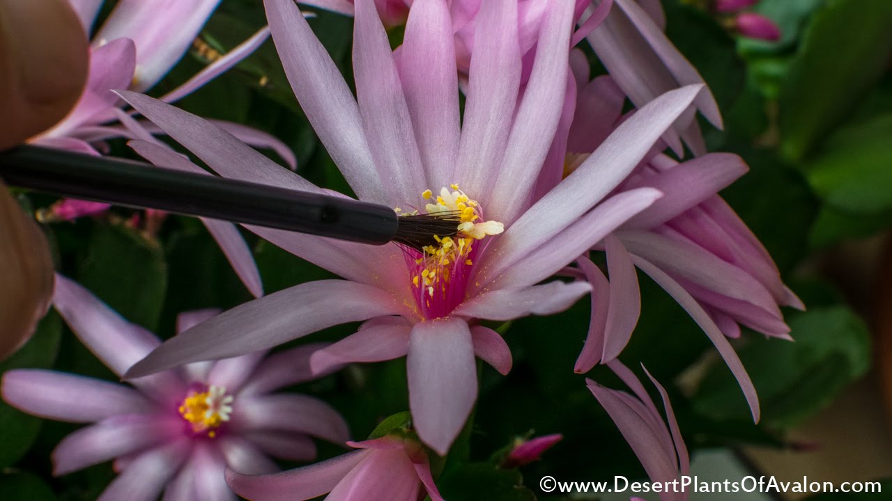 Pollinating cactus flowers - Easter cactus ( Rhipsalidopsis gaertneri )