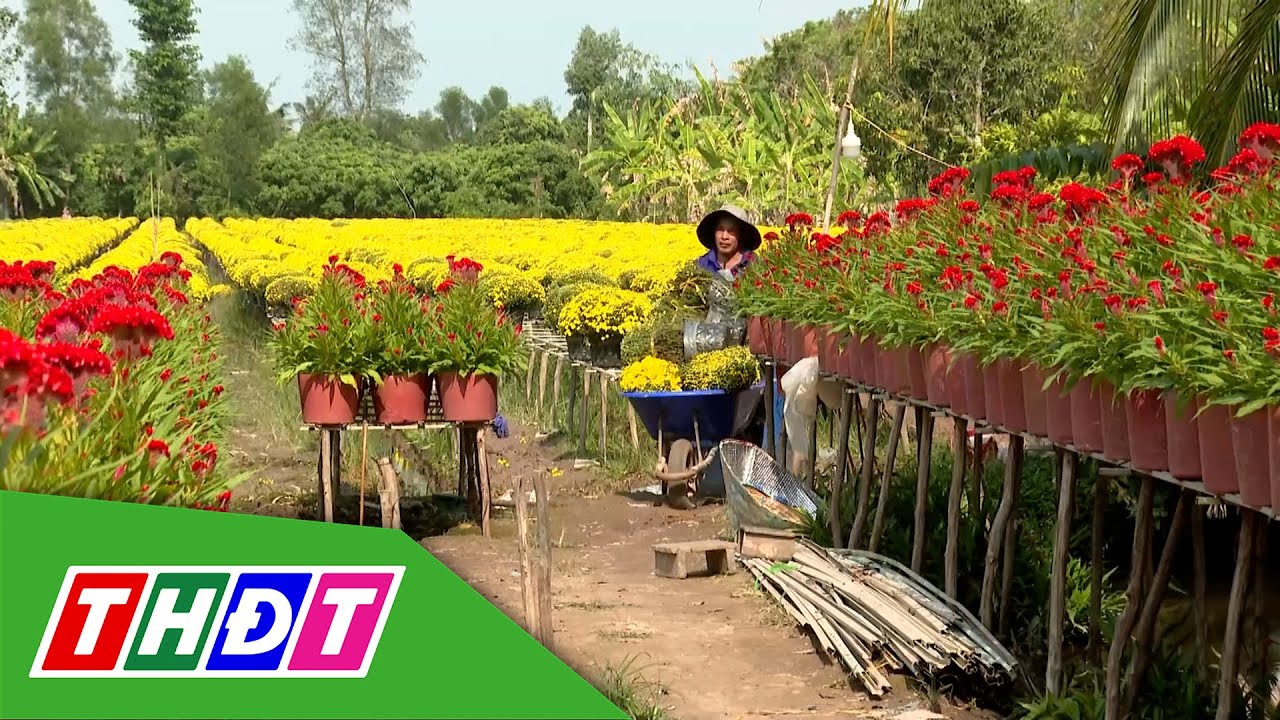 Cúc mâm xôi nở sớm đang cần những bàn tay nối kết | THDT
