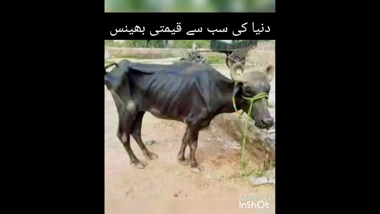 Bhaoot Hi Nayab Nasal Ki Buffalo 🐃🦬 #animals #funny #wildlife #buffalo