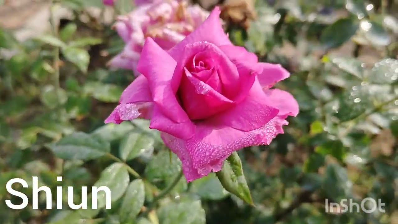 #easygrowrose#part2