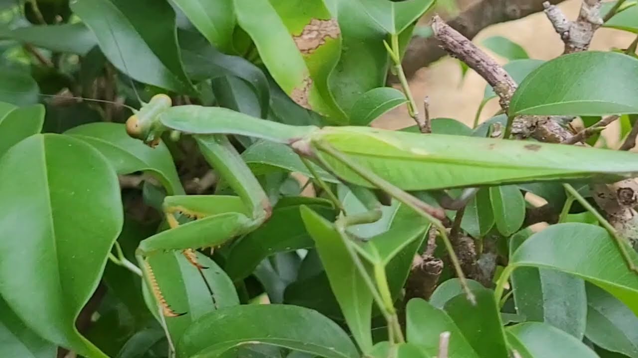 A Praying Mantis on the Move – Graceful, Silent, and Deadly