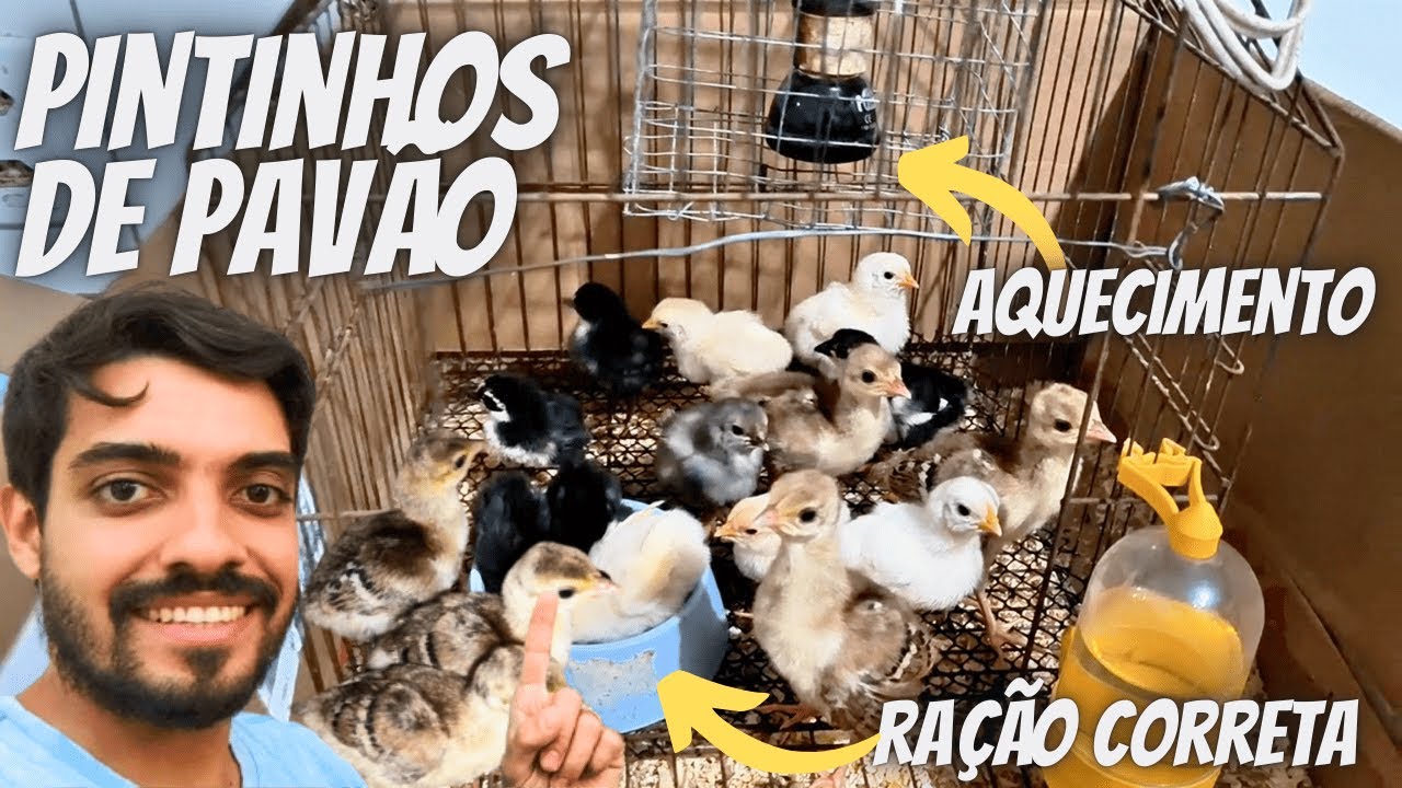 Nascimento e primeiros cuidados com Filhotes de Pavão