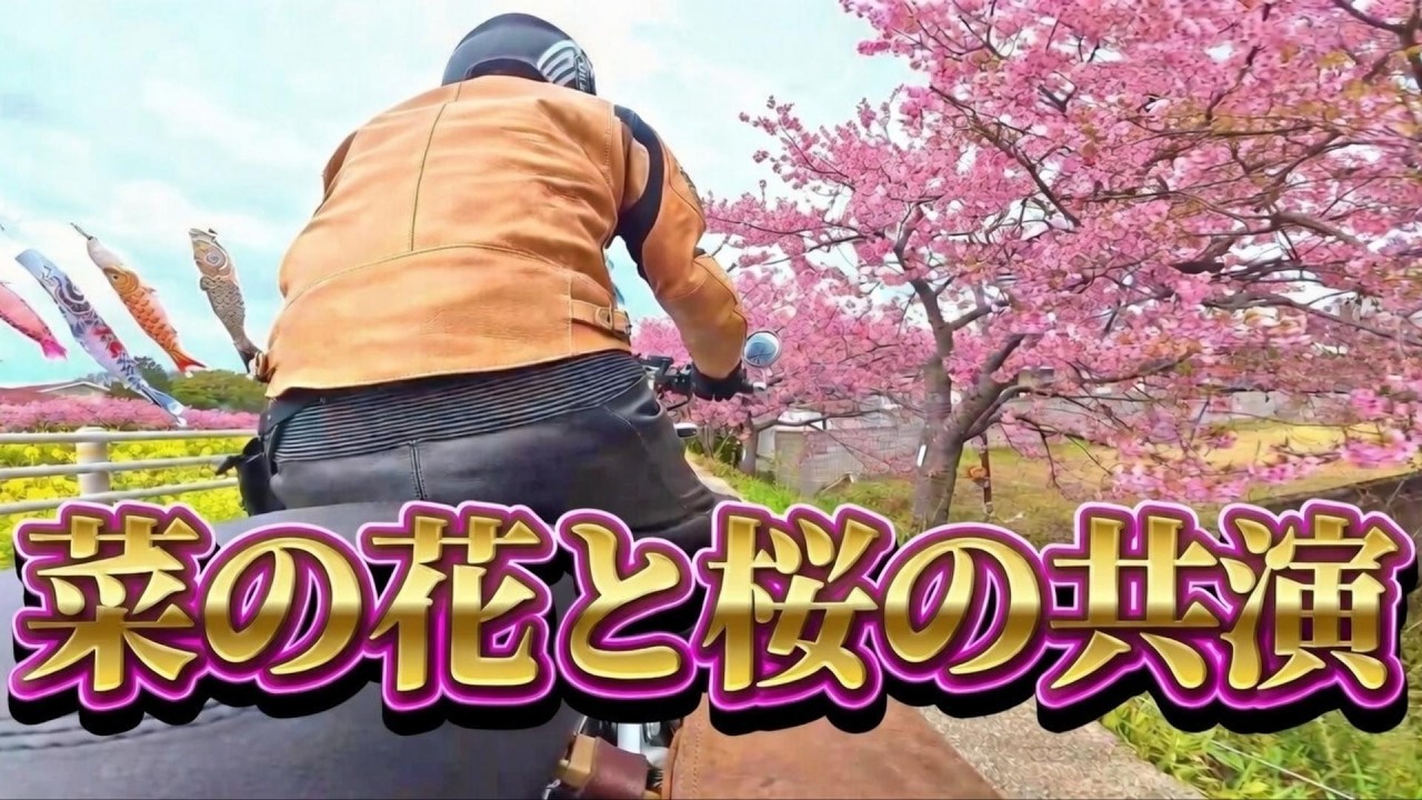 菜の花と桜の共演　免々田川 菜の花・桜まつり