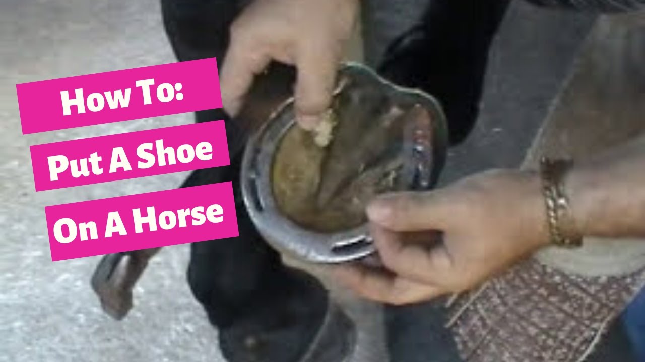 Как надеть подкову на лошадь. Автор: Алекс Гутьеррес — Dressage Hub
