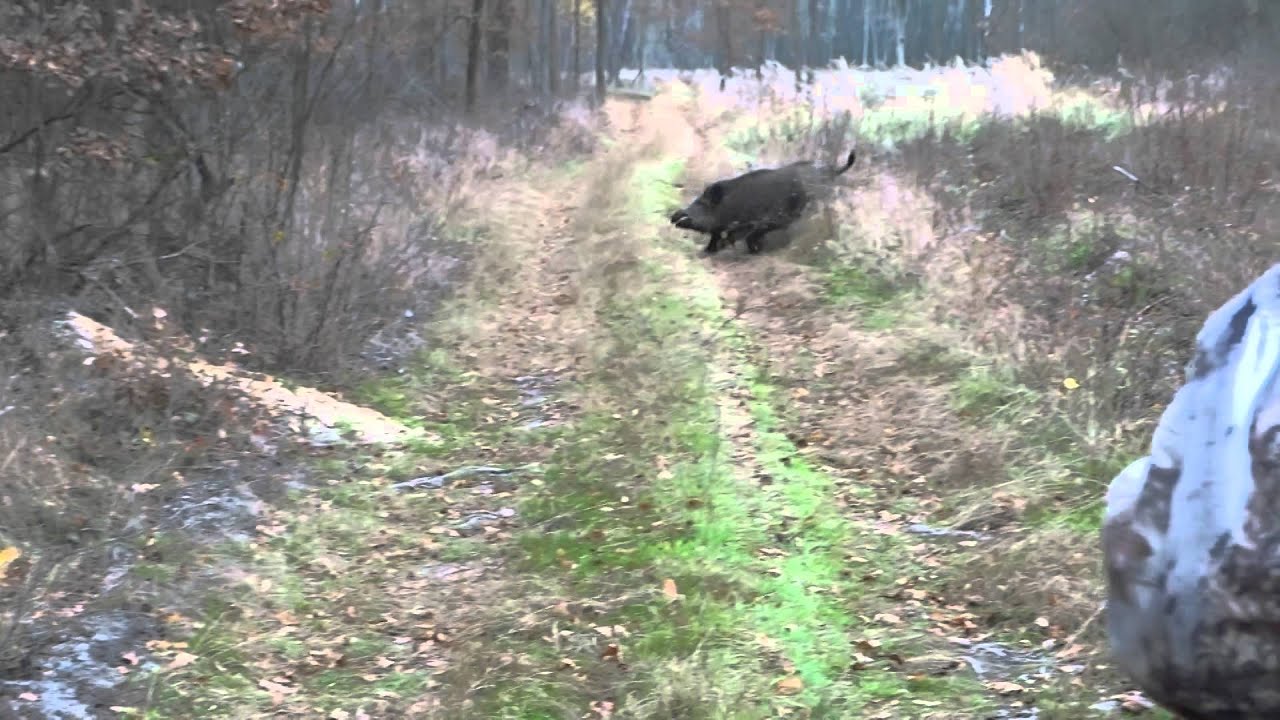 Polowanie zbiorowe na dziki z łajkami - odyniec - Dr&uuml;ckjagd - wild boar hunt - vildsvinsjakt
