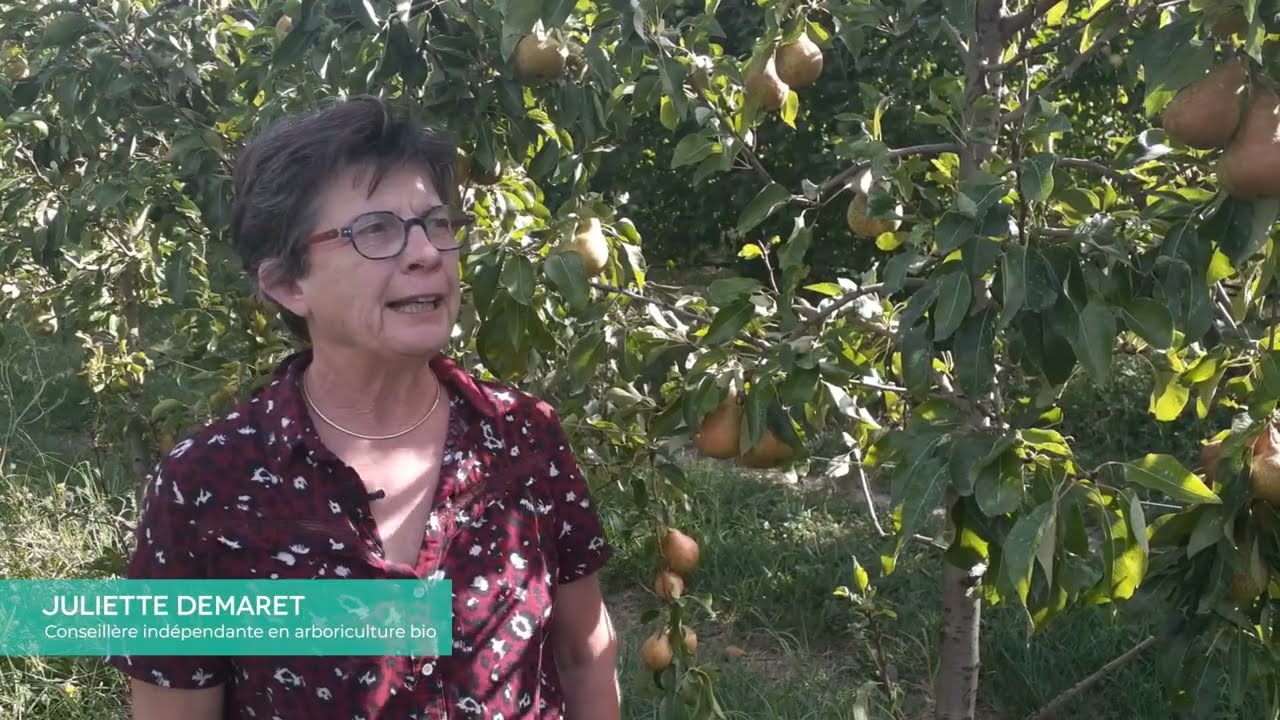 Le poirier en AB – modes de conduite et formes fruitières