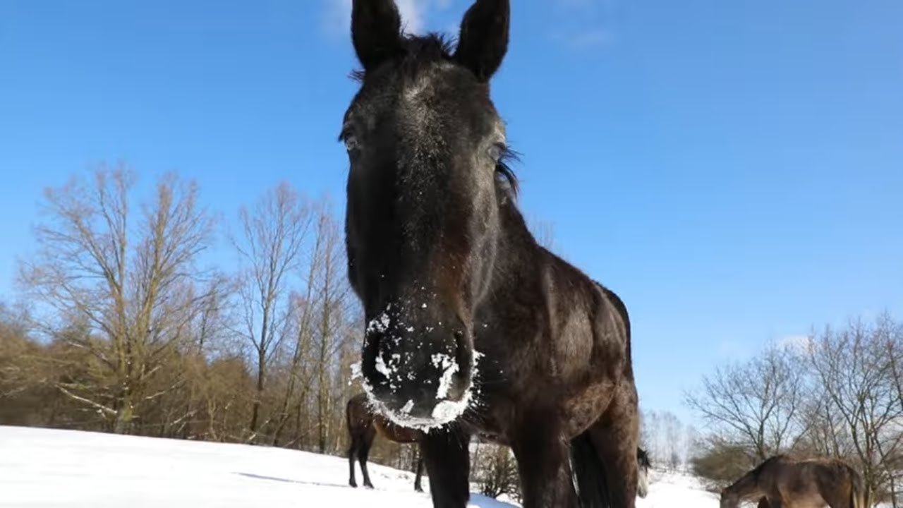1 HOUR of BEAUTIFUL HORSES in the SNOW ❄️ Relaxing Music, Meditation, Calm & Stress Relief