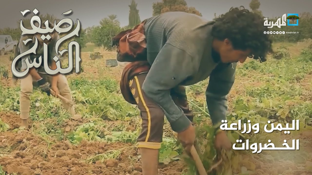 اليمن وزراعة الخضروات.. تربة خصبة وتنوع جغرافي أثرى المحاصيل الزراعية